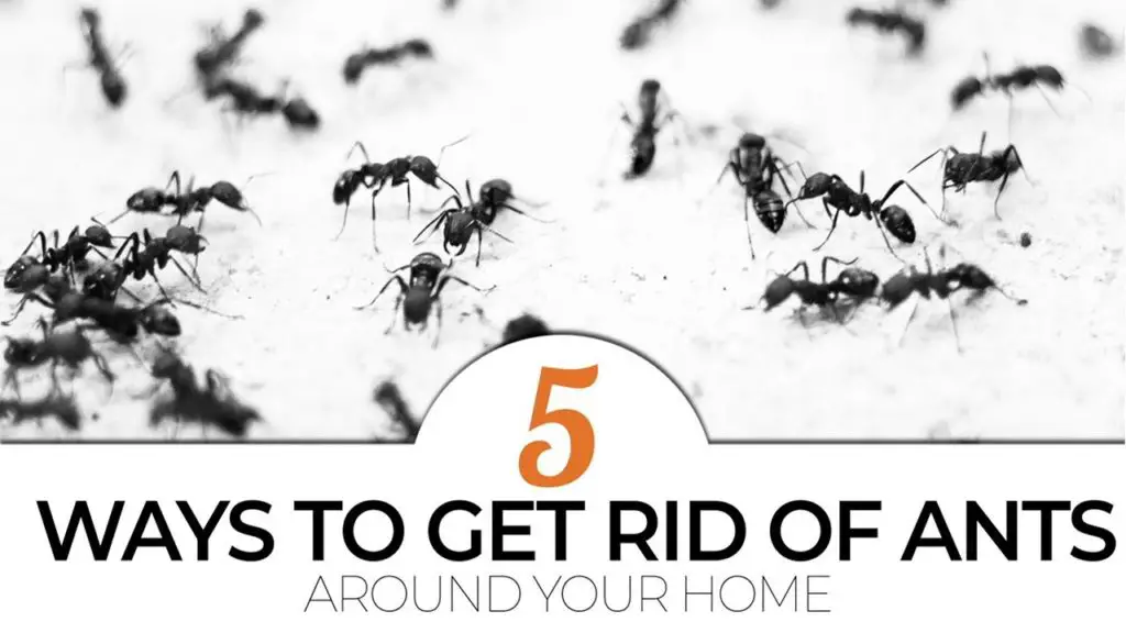 Top 5 Ways to Get Rid of Ants Mr. Fix It DIY Tutorial